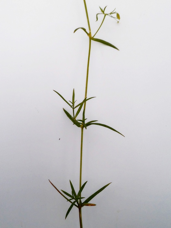 Image of Stellaria graminea specimen.