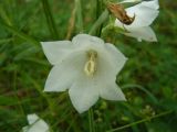 Campanula persicifolia