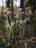 Pulsatilla patens. Отцветающие растения. Белоруссия, Витебская обл., Городокский р-н, окр. дер. Сурмино, сухой сосняк. 04.05.2012.