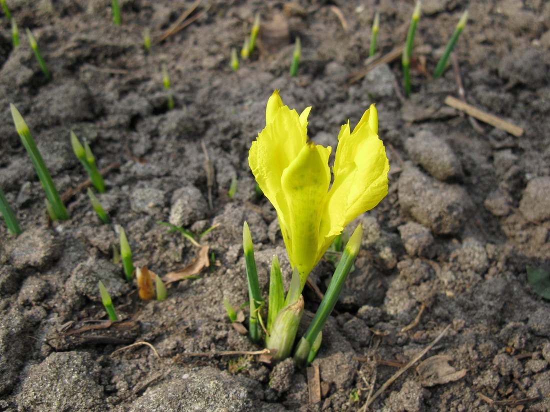 Image of Iridodictyum danfordiae specimen.