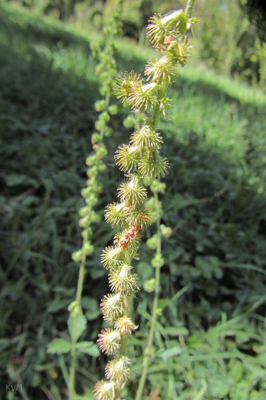 Image of Agrimonia asiatica specimen.