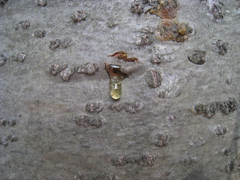 Image of Abies sibirica specimen.