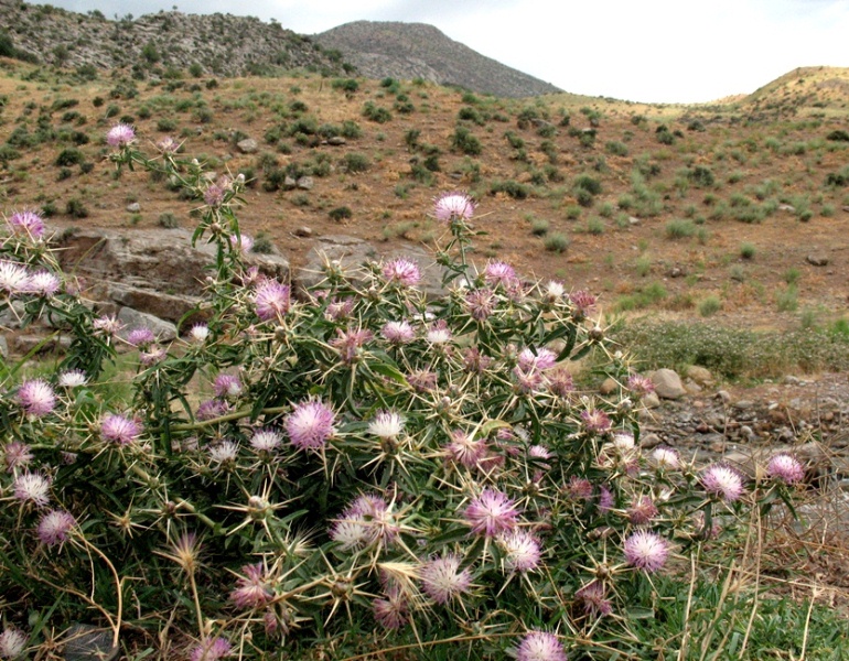 Image of Centaurea iberica specimen.