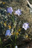 Campanula rotundifolia. Верхушка цветущего растения. Карелия, Лоухский р-н, пос. Чкаловский, берег Белого моря. 28.07.2012.