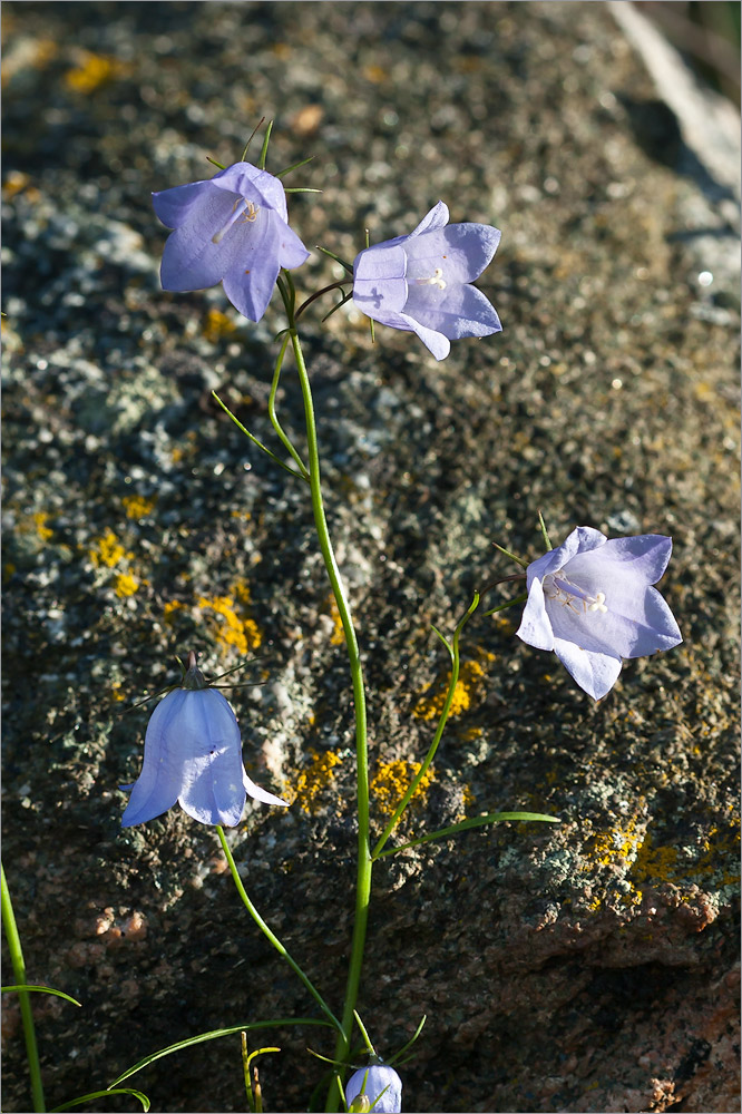 Image of Campanula rotundifolia specimen.