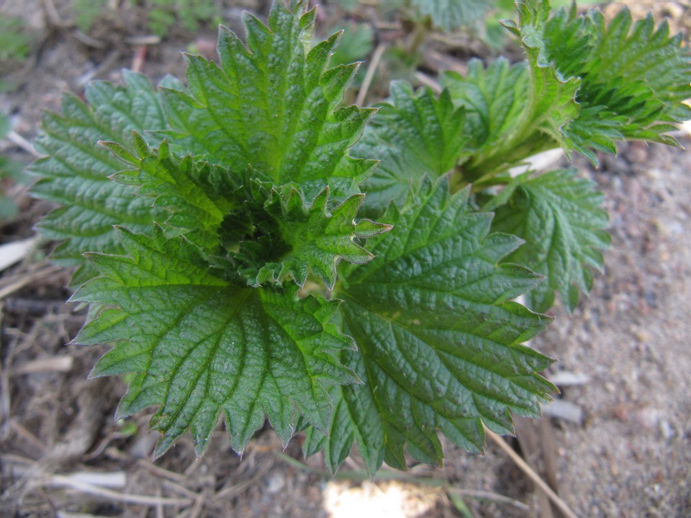 Image of Urtica dioica specimen.