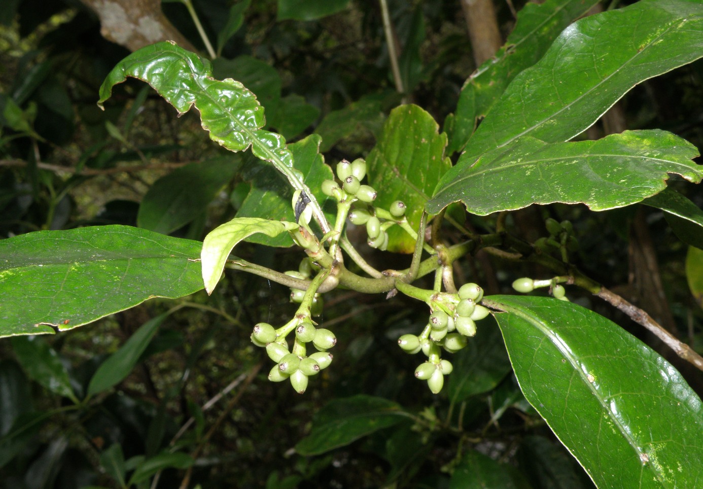 Image of Coprosma lucida specimen.