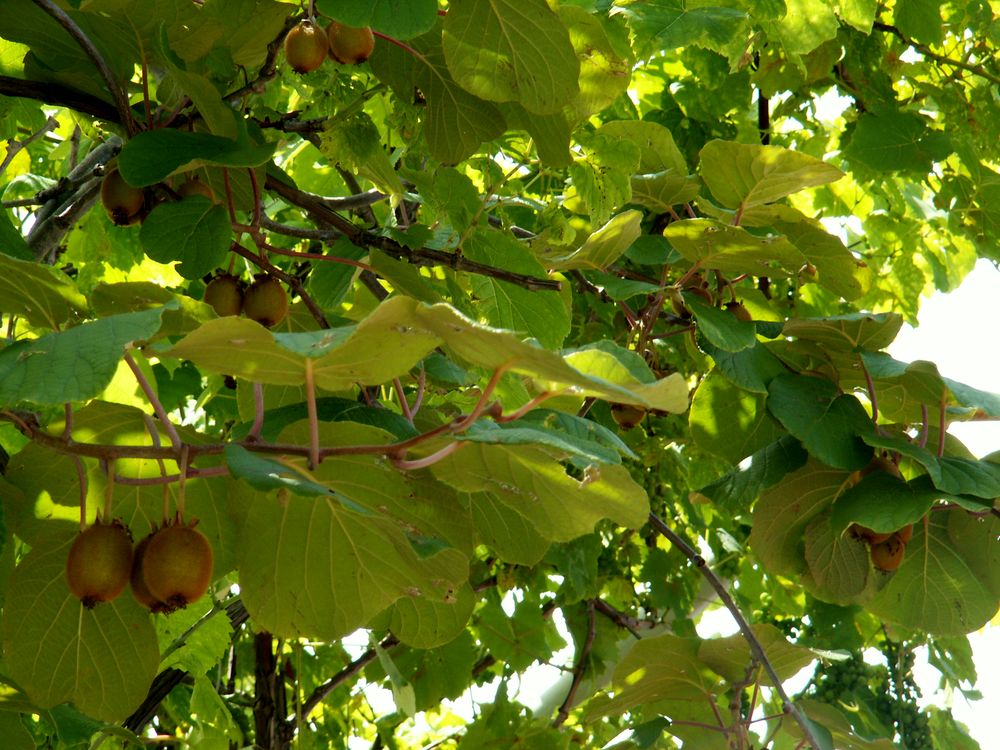 Изображение особи Actinidia chinensis var. deliciosa.