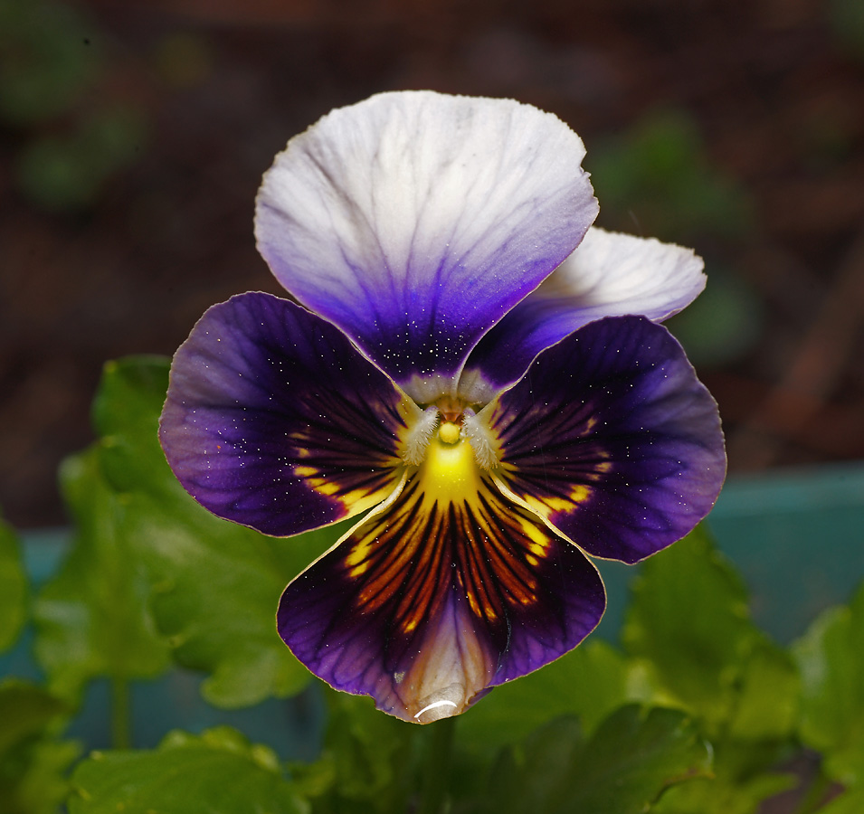 Image of Viola wittrockiana specimen.