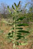 Centaurea pseudocoriacea