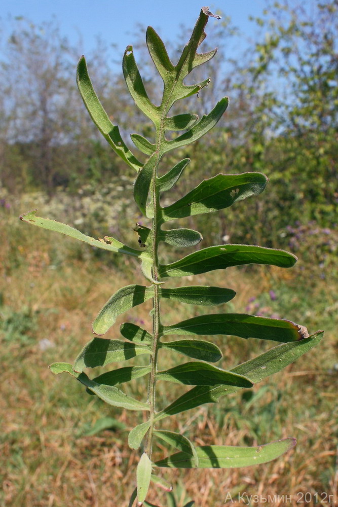 Image of Centaurea pseudocoriacea specimen.