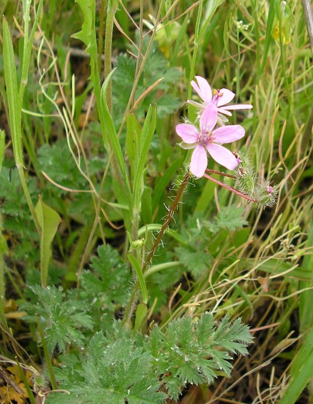 Изображение особи Erodium cicutarium.