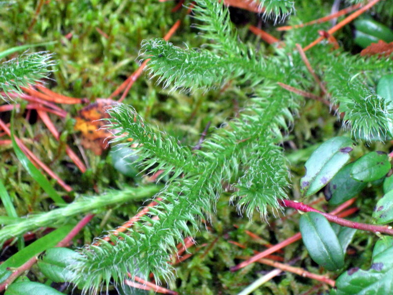 Image of Lycopodium clavatum specimen.