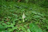 Arum besserianum