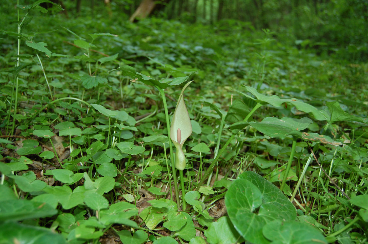 Изображение особи Arum besserianum.