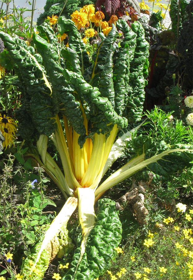 Image of Beta vulgaris ssp. cicla specimen.