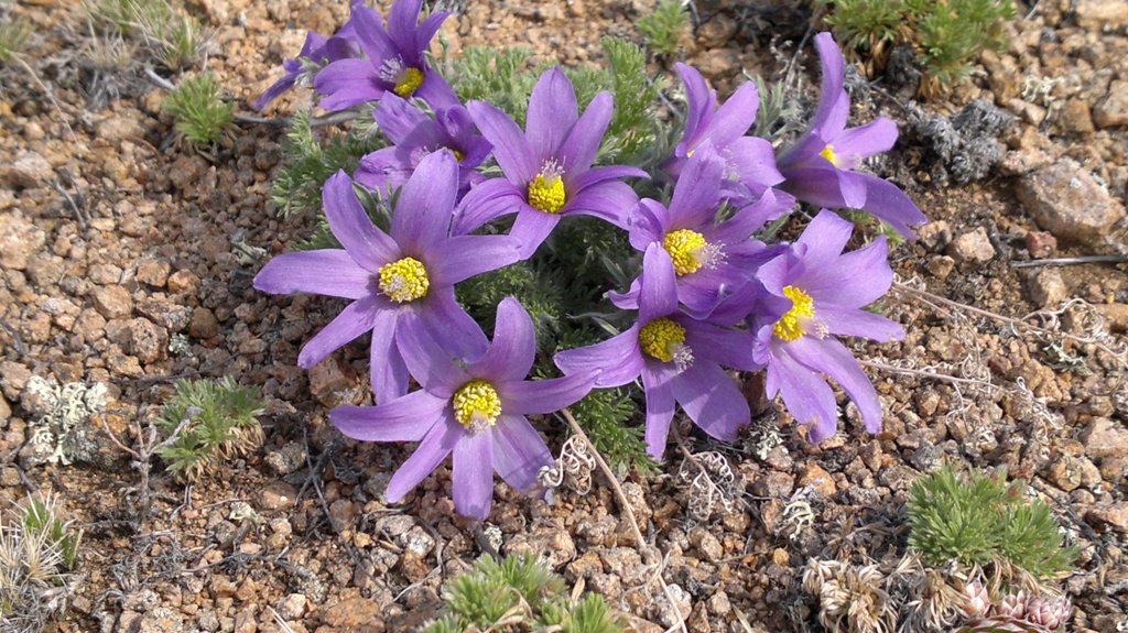 Изображение особи Pulsatilla tenuiloba.