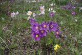 Pulsatilla multifida