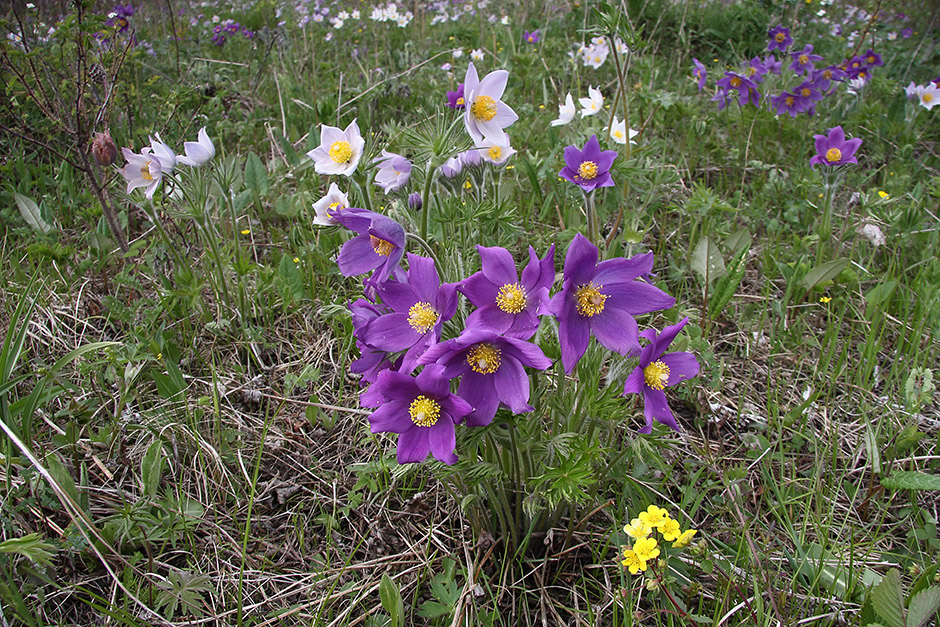 Изображение особи Pulsatilla multifida.