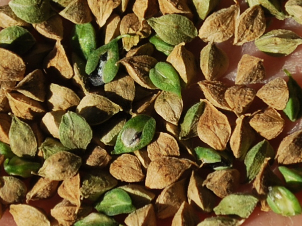 Image of Fallopia convolvulus specimen.