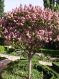 Lagerstroemia indica. Цветущее дерево. Испания, автономное сообщество Андалусия, провинция Гранада, комарка Вега-де-Гранада, г. Гранада, Альгамбра. 13.07.2012.