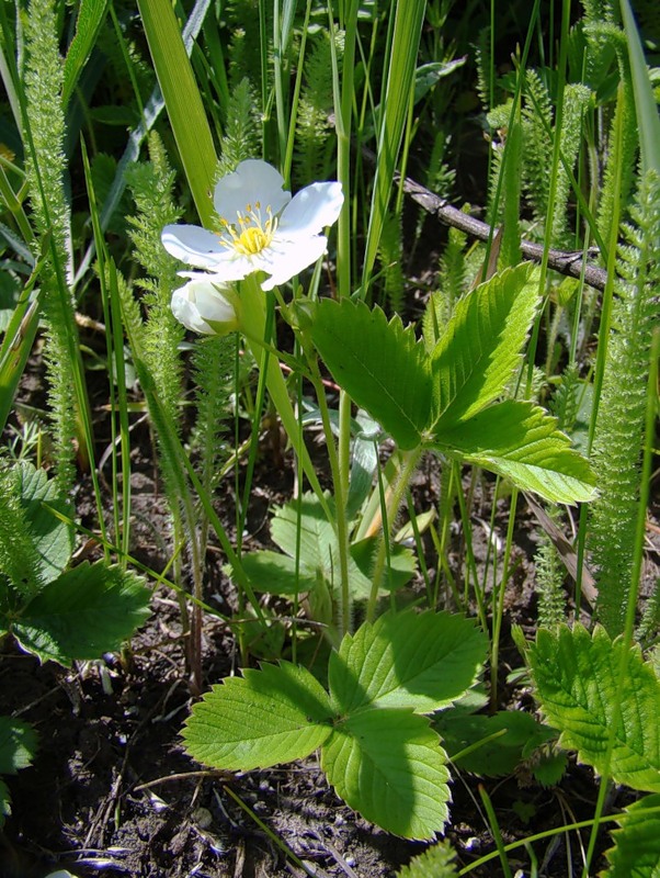 Изображение особи Fragaria viridis.