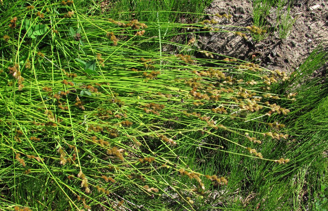 Изображение особи Carex leporina.