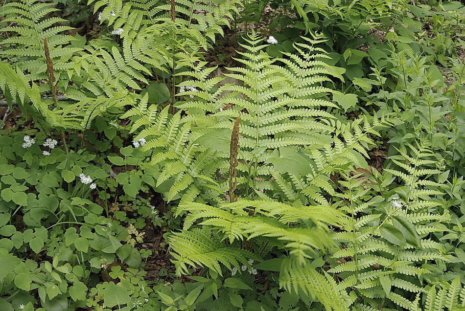 Image of Matteuccia struthiopteris specimen.