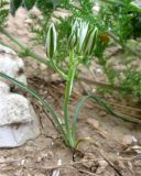 genus Ornithogalum. Расцветающее растение. Израиль, Северный Негев, лес Лаав. 28.02.2013.