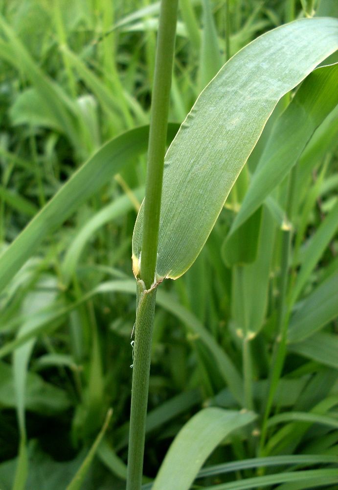 Изображение особи Phalaroides arundinacea.