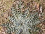 Cirsium vulgare. Вегетирующее растение. Германия, г. Кемпен, у шумозащитной полосы. 28.03.2013.