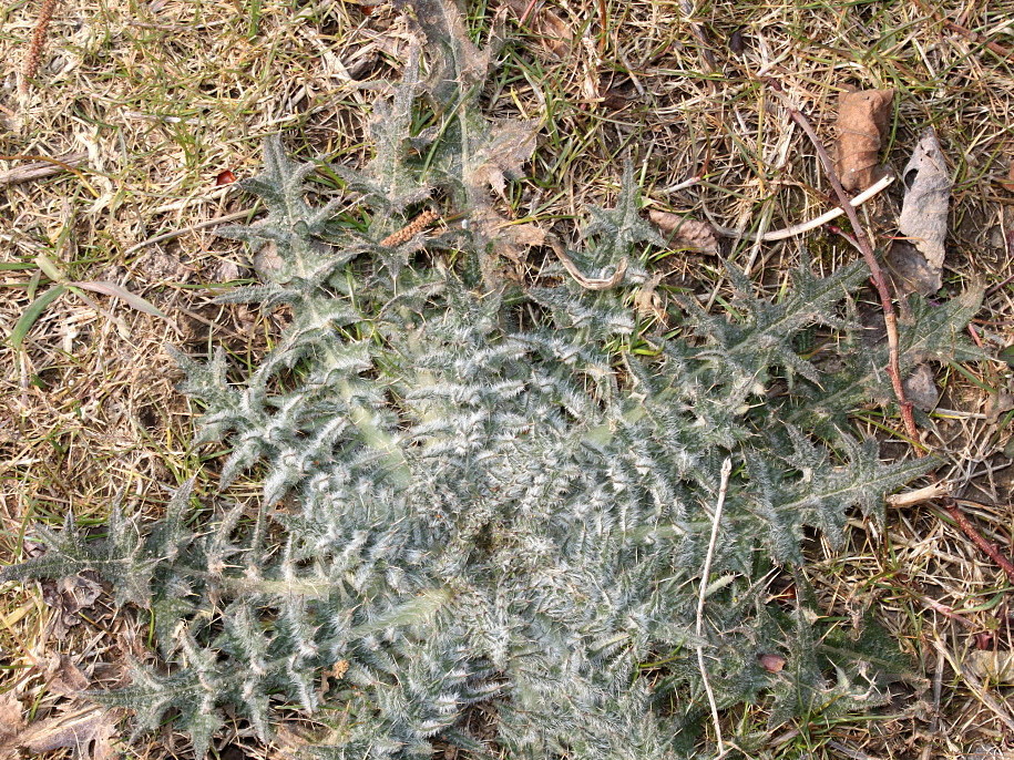 Изображение особи Cirsium vulgare.