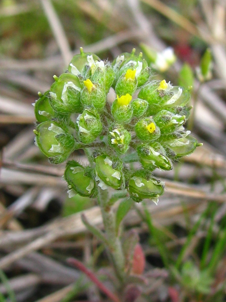 Изображение особи Alyssum minutum.