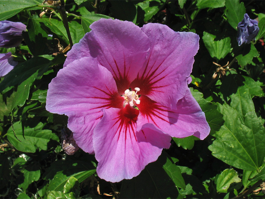 Изображение особи Hibiscus syriacus.