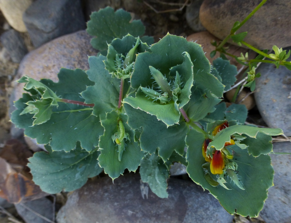 Изображение особи Glaucium elegans.