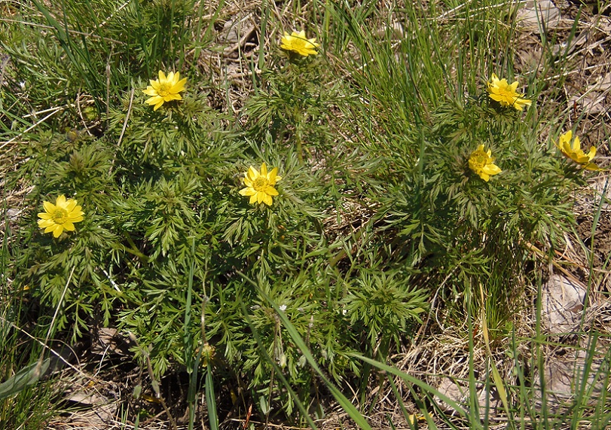 Image of Adonis volgensis specimen.