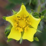 Potentilla recta subspecies pilosa. Цветок. Ростовская обл., Неклиновский р-н, Николаевское с/п, балка. 24.05.2013.