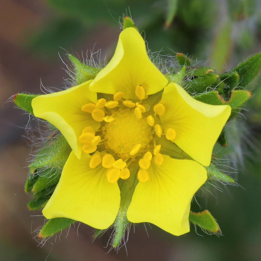 Image of Potentilla recta ssp. pilosa specimen.