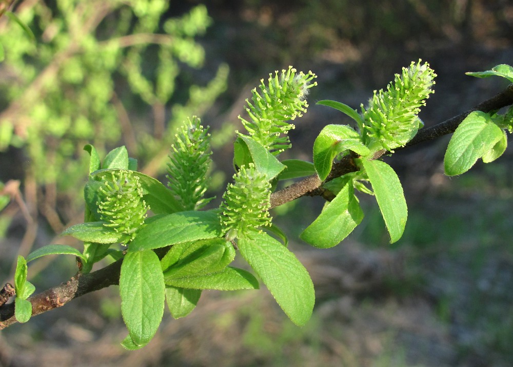 Image of Salix hastata specimen.