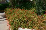 Hamelia patens