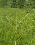 Carex leporina