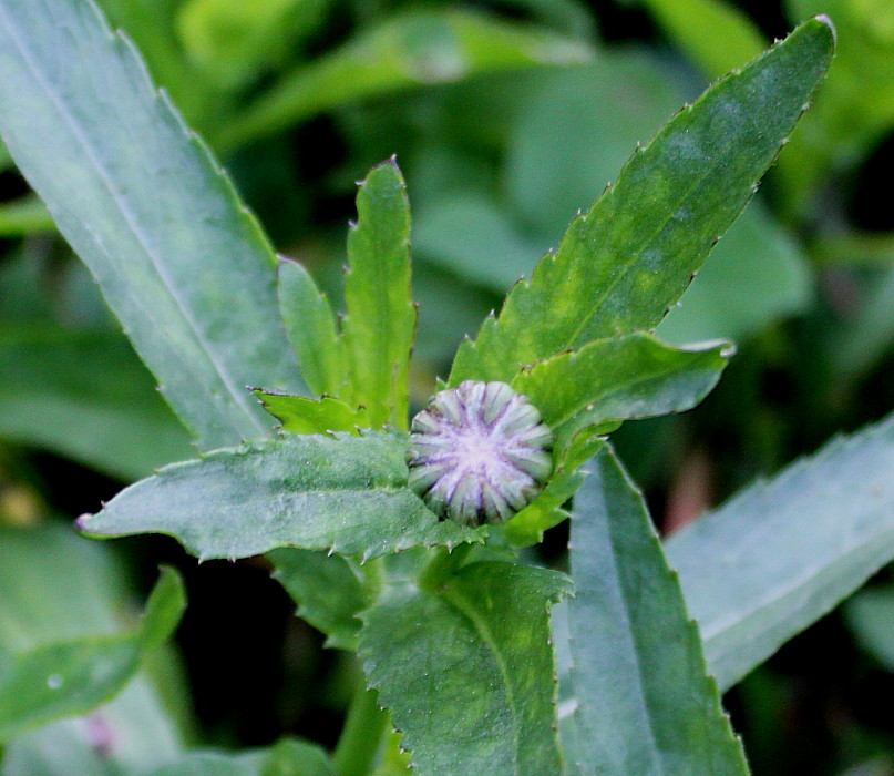Изображение особи Leucanthemum maximum.