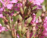 Lythrum virgatum