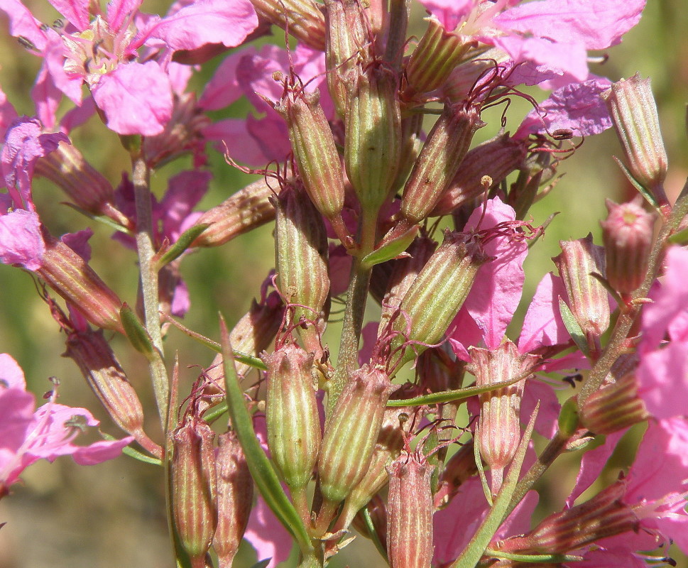 Image of Lythrum virgatum specimen.