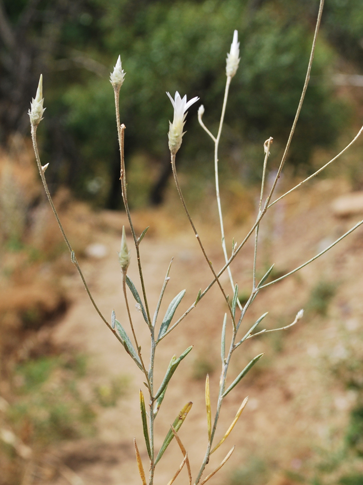 Изображение особи Xeranthemum longepapposum.