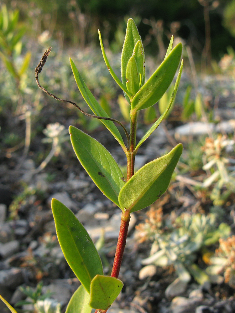 Image of Vinca herbacea specimen.