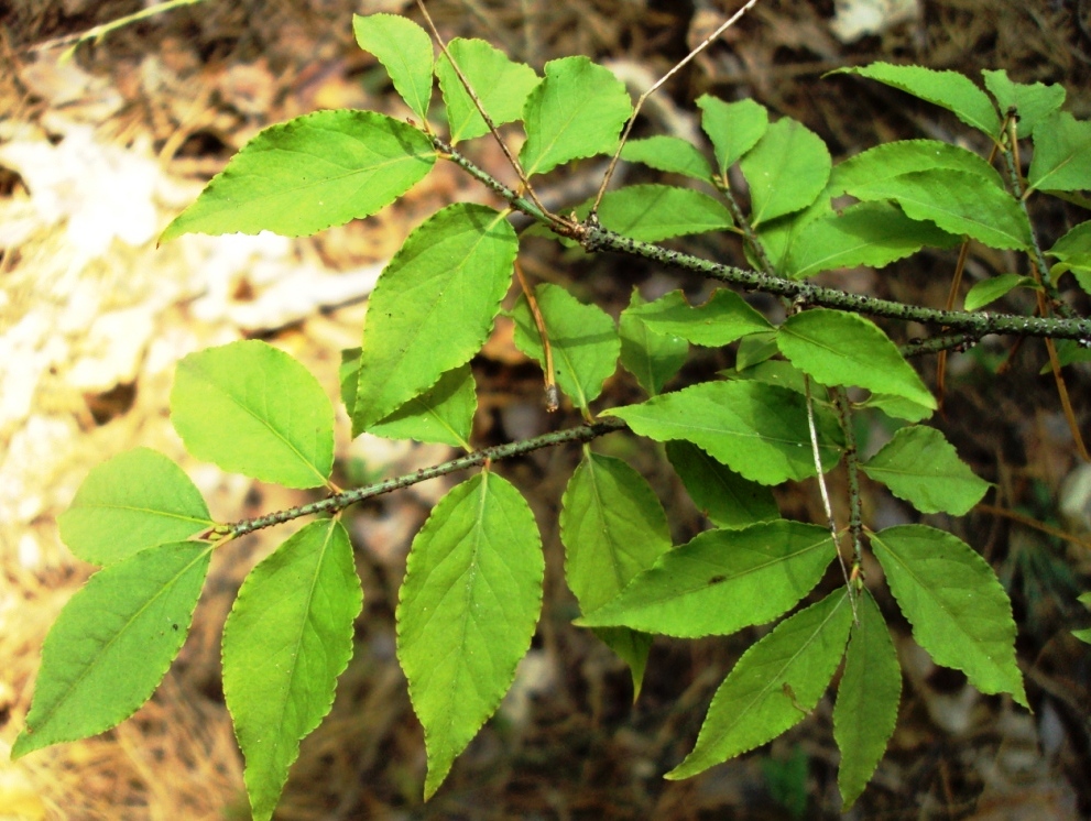 Изображение особи Euonymus verrucosus.