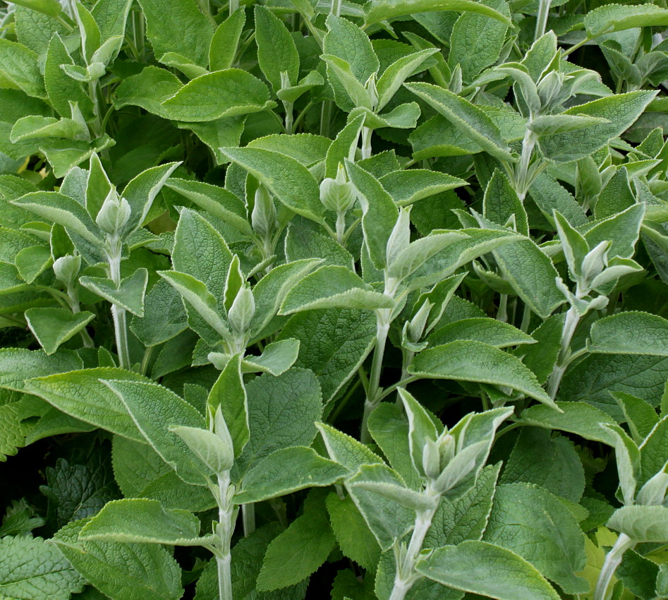 Изображение особи Phlomis fruticosa.