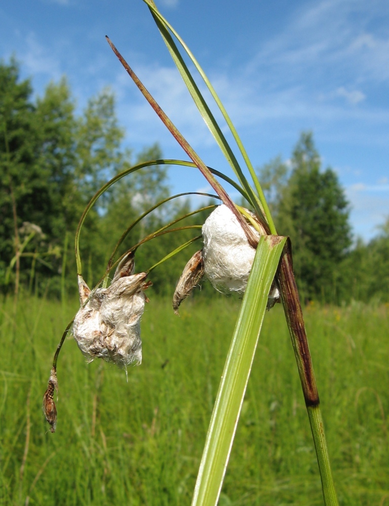 Изображение особи Eriophorum latifolium.