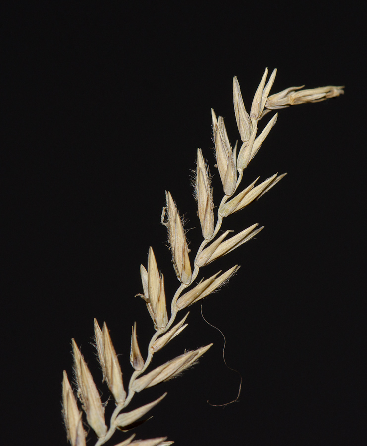 Image of Agropyron dasyanthum specimen.